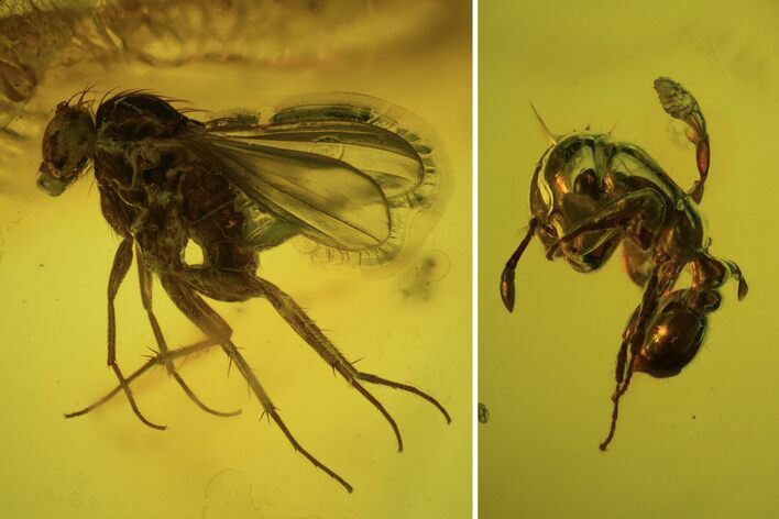 Detailed Fossil Fly (Diptera) & Ant (Formicidae) In Baltic Amber #102765